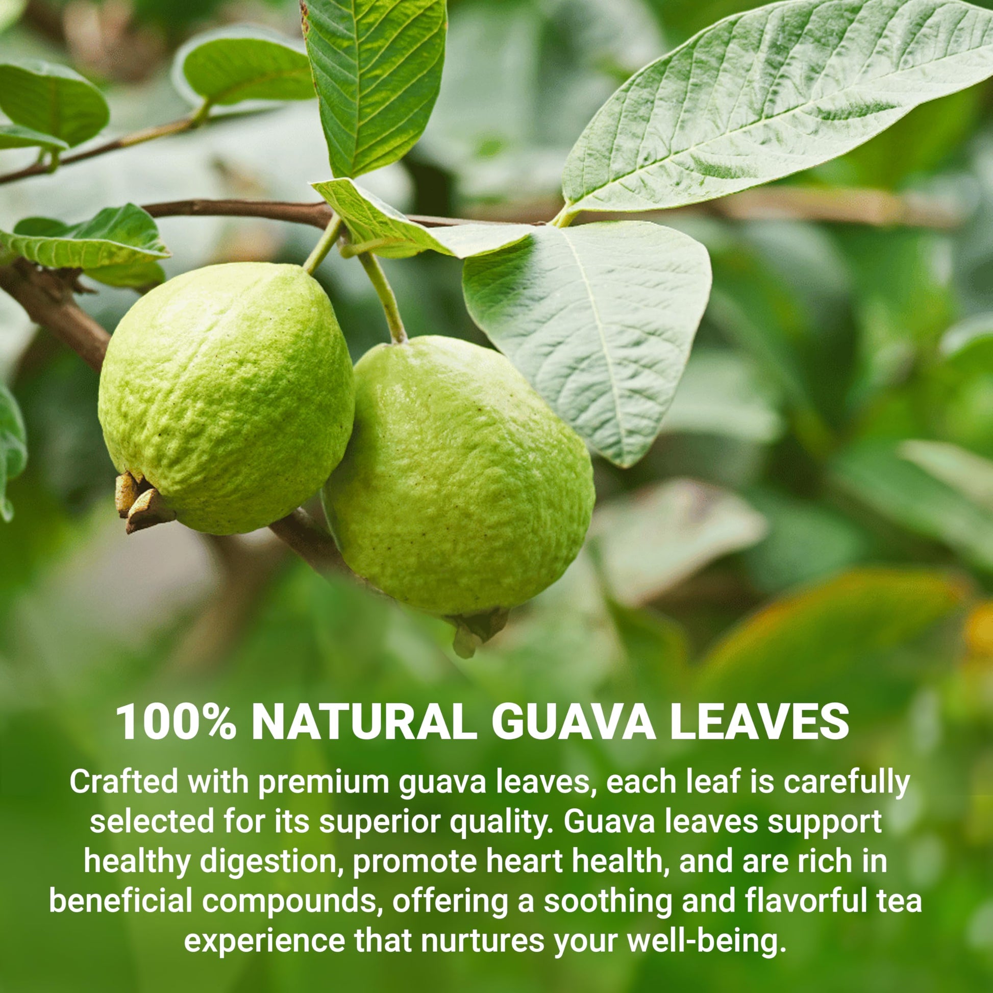 LeafLea 40 Turmeric Ginger Cinnamon Tea Bags